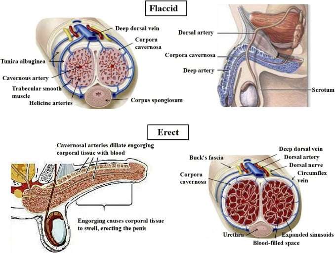Tests done for men's sexual weakness